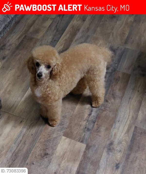 Lost Female Dog last seen 52nd and Hedges St, Kansas City, MO 64133