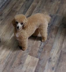 Lost Female Dog last seen 52nd and Hedges St, Kansas City, MO 64133
