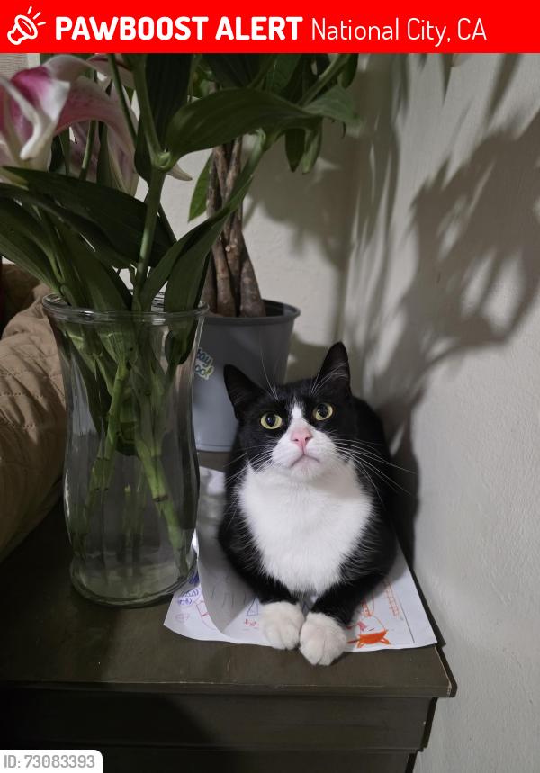 Lost Female Cat last seen S V ave , National City, CA 91950