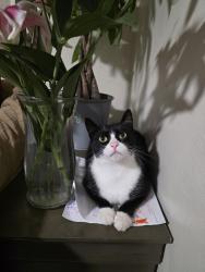 Lost Female Cat last seen S V ave , National City, CA 91950