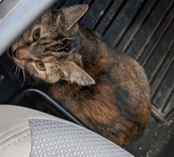 Found/Stray Female Cat last seen 18th St and S Stevens St, Spokane, WA 99203