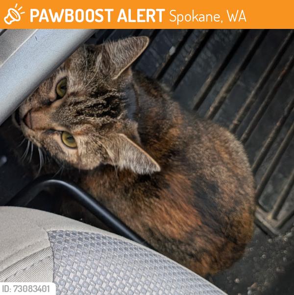 Found/Stray Female Cat last seen 18th St and S Stevens St, Spokane, WA 99203