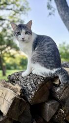 Lost Male Cat last seen Knox Road, Keller, TX 76262
