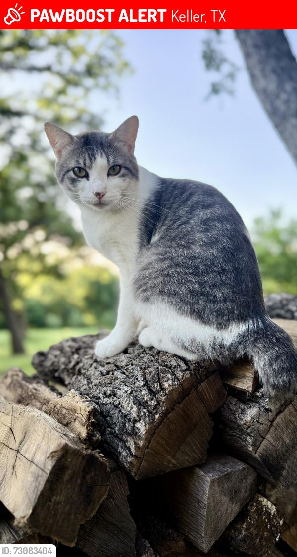 Lost Male Cat last seen Knox Road, Keller, TX 76262