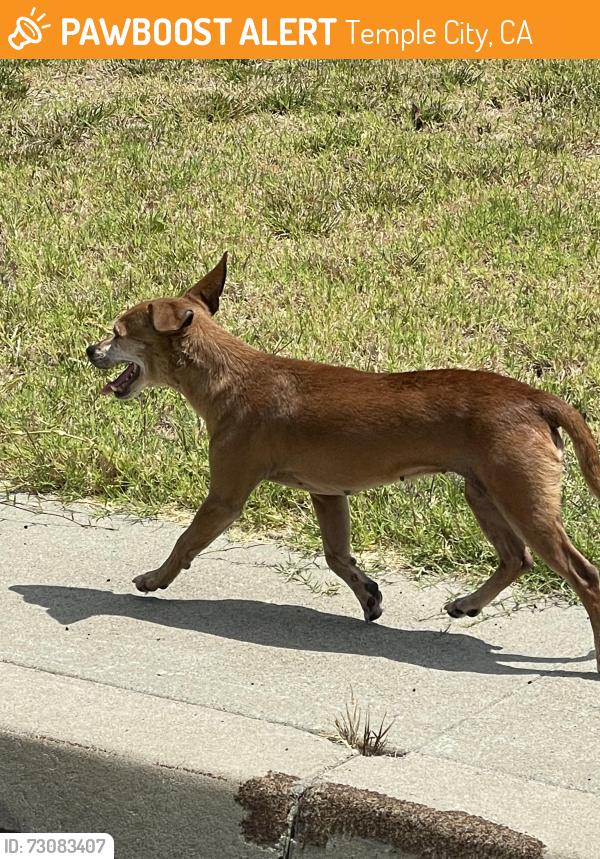 Found/Stray Female Dog last seen Fratus drive and Rio hondo, Temple City, CA 91780