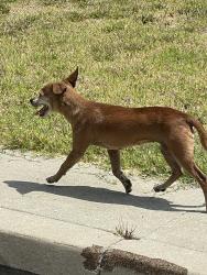 Found/Stray Female Dog last seen Fratus drive and Rio hondo, Temple City, CA 91780