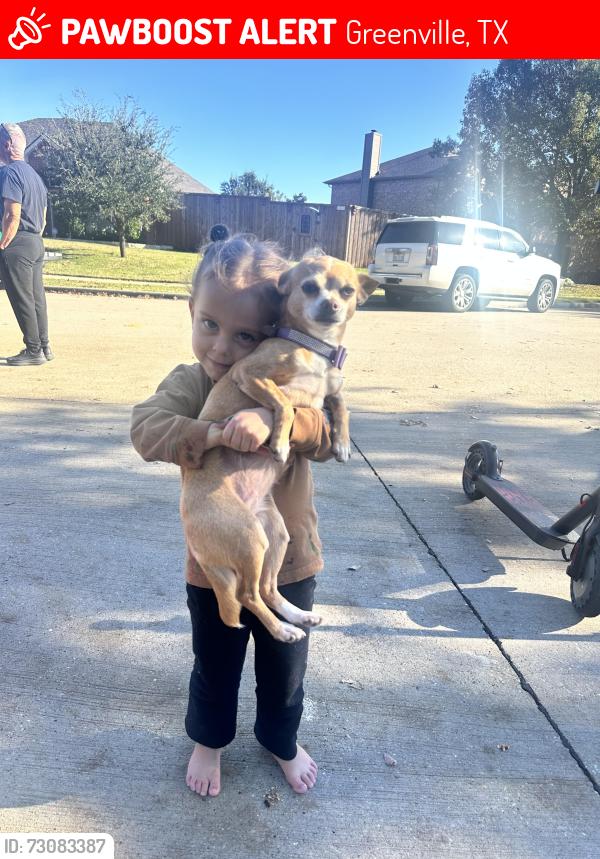 Lost Female Dog last seen Fm118, Greenville, TX 75402