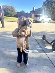 Lost Female Dog last seen Fm118, Greenville, TX 75402