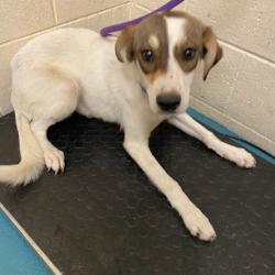 Shelter Stray Female Dog last seen , 2350 Appling City Cove, Memphis, TN 38133, USA