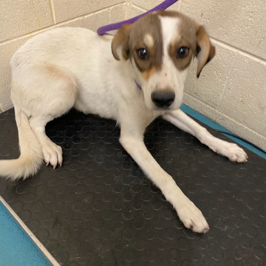 Shelter Stray Female Dog last seen , 2350 Appling City Cove, Memphis, TN 38133, USA