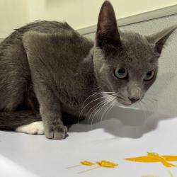 Shelter Stray Female Cat last seen , 3607 N Armenia Ave, Tampa, FL 33607, USA