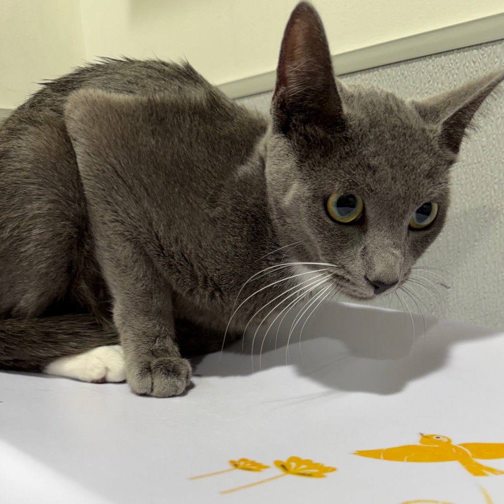 Shelter Stray Female Cat last seen , 3607 N Armenia Ave, Tampa, FL 33607, USA