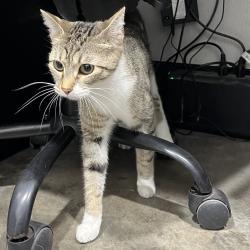 Shelter Stray Female Cat last seen , 3607 N Armenia Ave, Tampa, FL 33607, USA