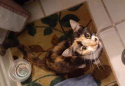 Found/Stray Female Cat last seen 55th & 22nd place, Cicero, IL 60804