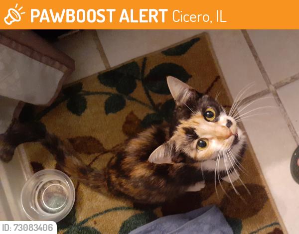 Found/Stray Female Cat last seen 55th & 22nd place, Cicero, IL 60804