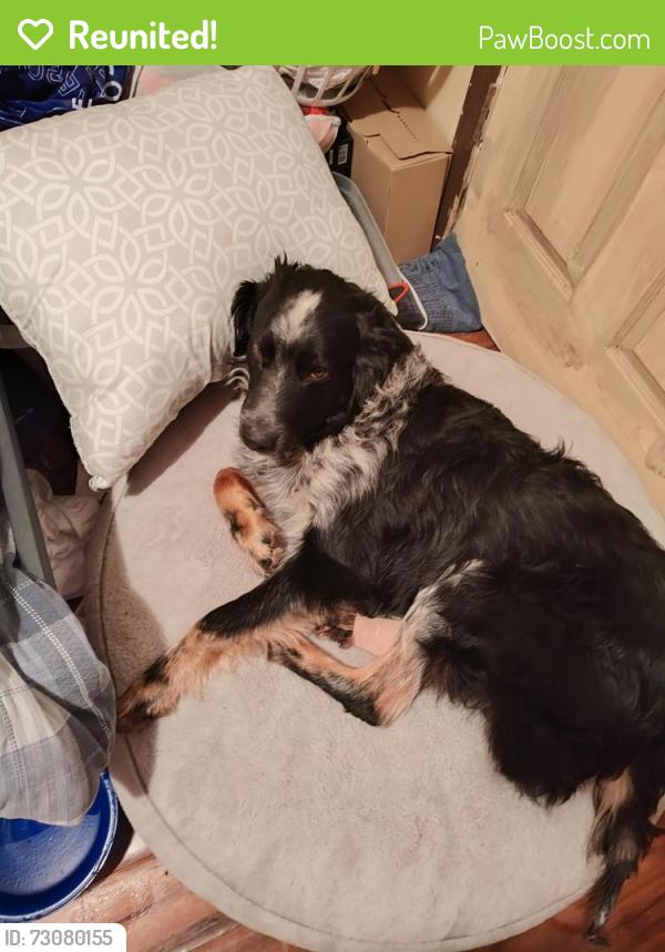 Reunited Male Dog last seen Wesley mill lane, Villa Rica, GA 30180