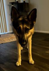 Lost Female Dog last seen 19th Ave and northern, Phoenix, AZ 85021