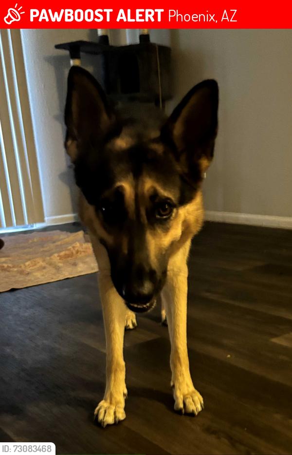Lost Female Dog last seen 19th Ave and northern, Phoenix, AZ 85021