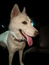 Found/Stray Unknown Dog last seen Near sw 105, Miami, FL 33157