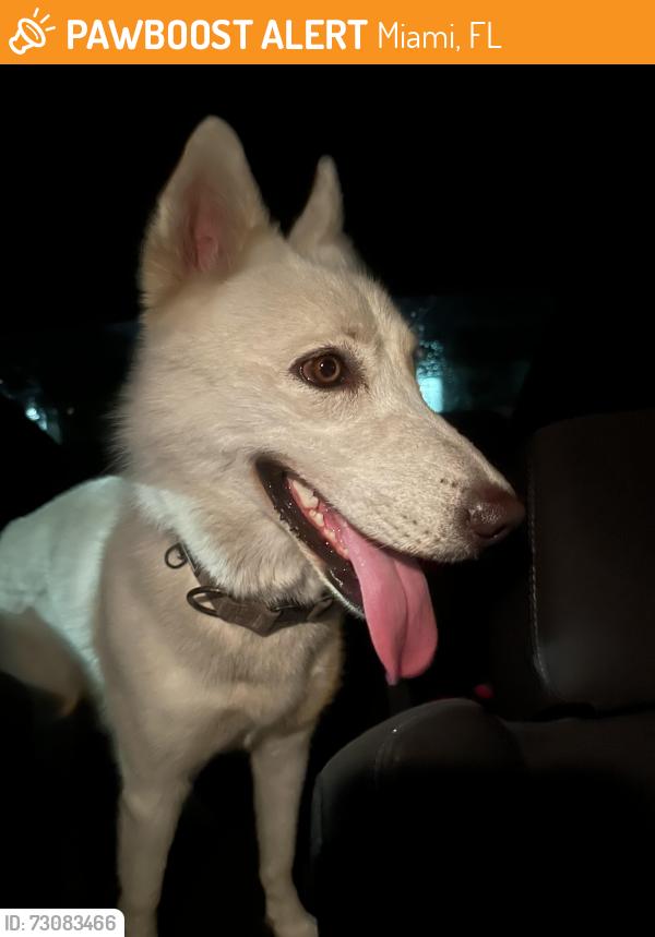 Found/Stray Unknown Dog last seen Near sw 105, Miami, FL 33157
