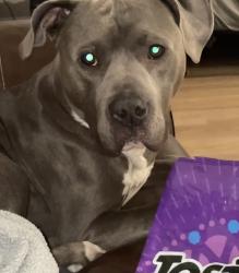 Reunited Male Dog last seen N Decatur and craig, Las Vegas, NV 89031