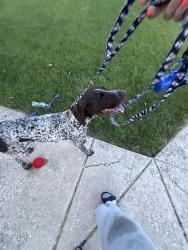 Reunited Unknown Dog last seen Brittany Drive, Joliet, Joliet, IL 60435