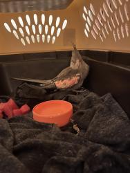 Found/Stray Unknown Bird last seen Spalding dr NE, Sandy Springs, GA 30328