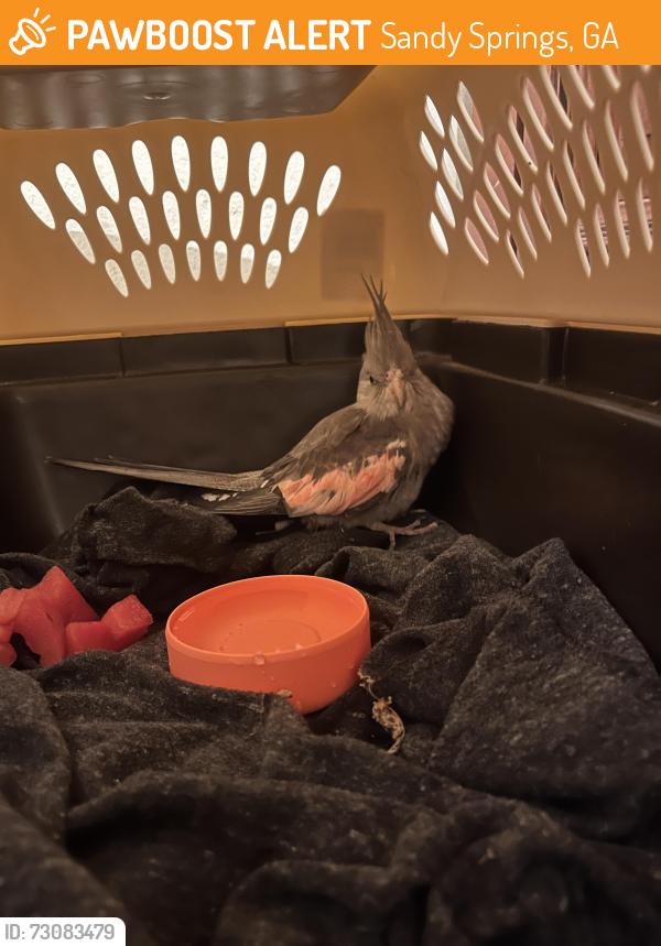Found/Stray Unknown Bird last seen Spalding dr NE, Sandy Springs, GA 30328