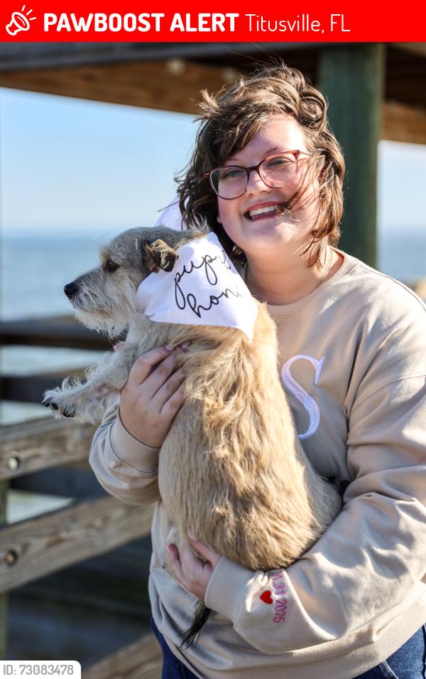Lost Female Dog last seen Imperial ests neighborhood, Titusville, FL 32780