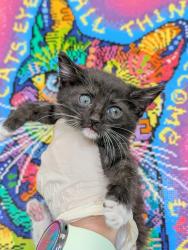 Shelter Stray Female Cat last seen Bexar County, 3353 Morningside Dr, New Braunfels, TX 78132, USA