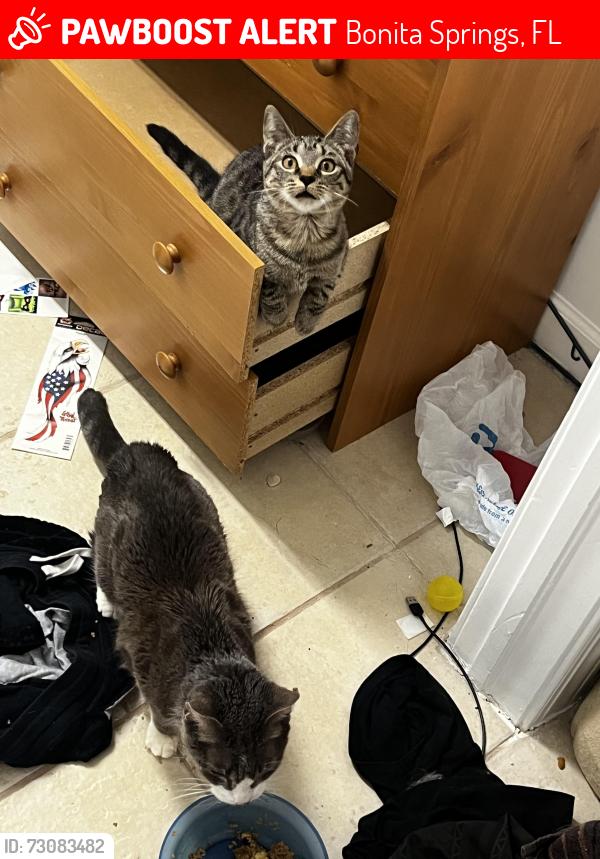 Lost Female Cat last seen Us old 41, Bonita Springs, FL 34135