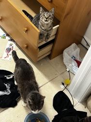 Lost Female Cat last seen Us old 41, Bonita Springs, FL 34135