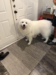Reunited Male Dog last seen Dr Phillips Blvd and Orange Tree Neighborhood , Orlando, FL 32819