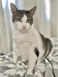 Lost Female Cat last seen Emmy Way Drive & Lago Lane, City of St. George, LA 70810
