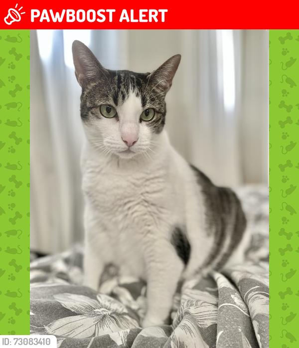 Lost Female Cat last seen Emmy Way Drive & Lago Lane, City of St. George, LA 70810