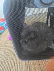 Found/Stray Male Cat last seen Found: 21 Ave 4th st. Nw, Calgary, AB 