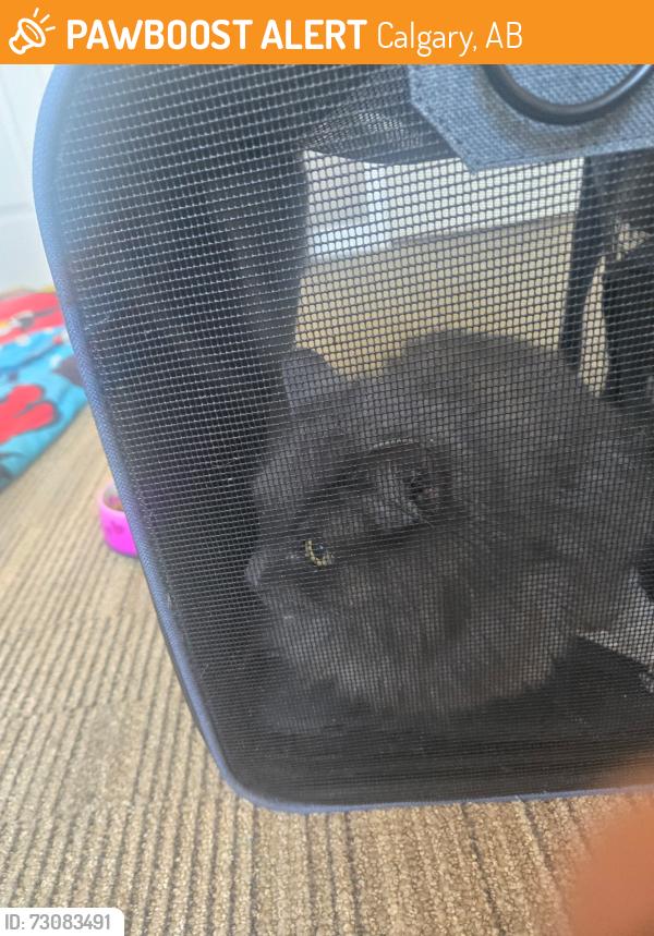 Found/Stray Male Cat last seen Found: 21 Ave 4th st. Nw, Calgary, AB 
