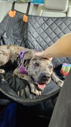 Found/Stray Male Dog last seen Main Street, Columbia, SC 29203