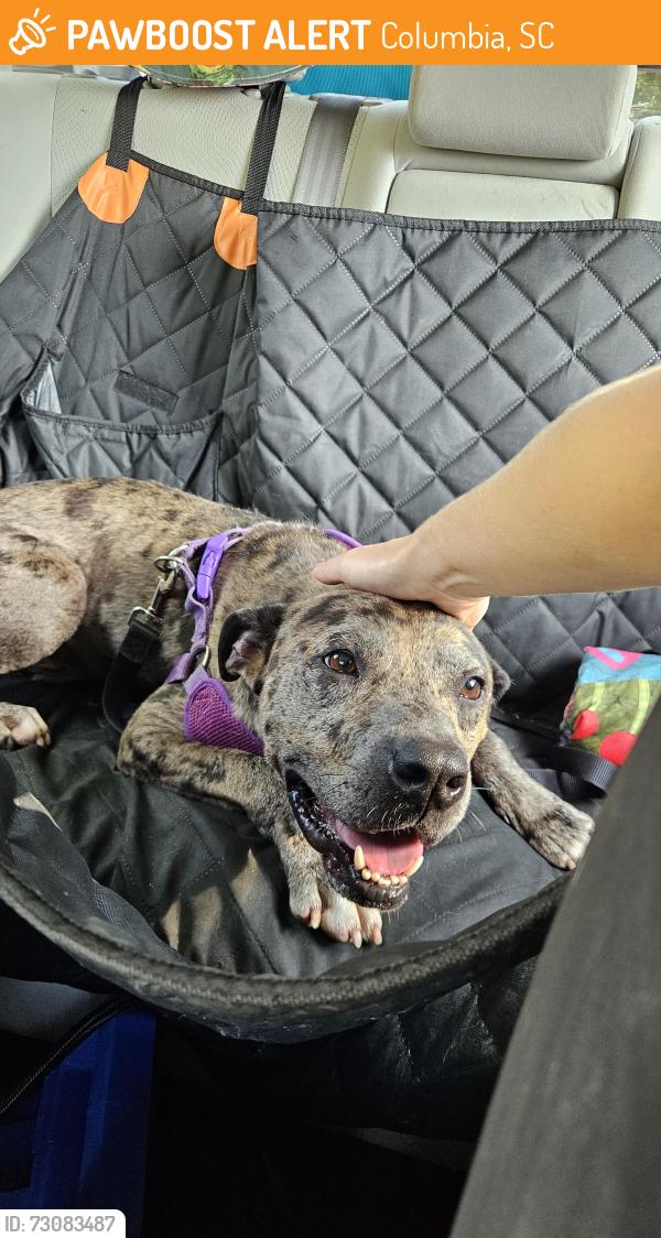 Found/Stray Male Dog last seen Main Street, Columbia, SC 29203