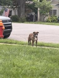 Found/Stray Unknown Dog last seen N Wilson and Train Tracks, Nashville, TN 37205