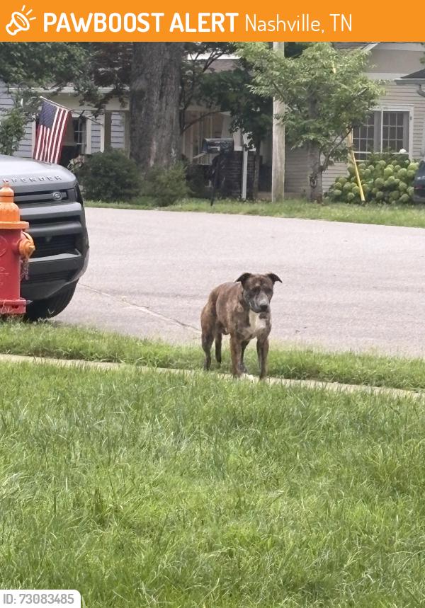 Found/Stray Unknown Dog last seen N Wilson and Train Tracks, Nashville, TN 37205