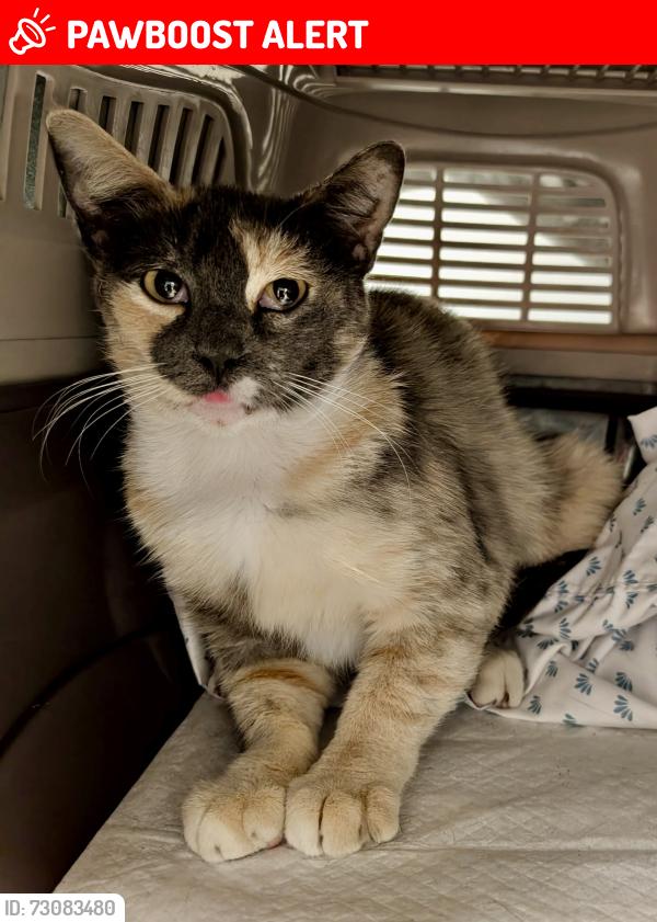 Lost Female Cat last seen Ellis and Demion Lane and alley behind, Huntington Beach, CA 92646