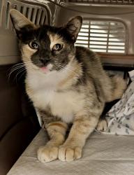 Lost Female Cat last seen Ellis and Demion Lane and alley behind, Huntington Beach, CA 92646
