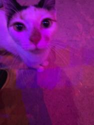 Found/Stray Unknown Cat last seen Jean ave, Inverness, FL 34450