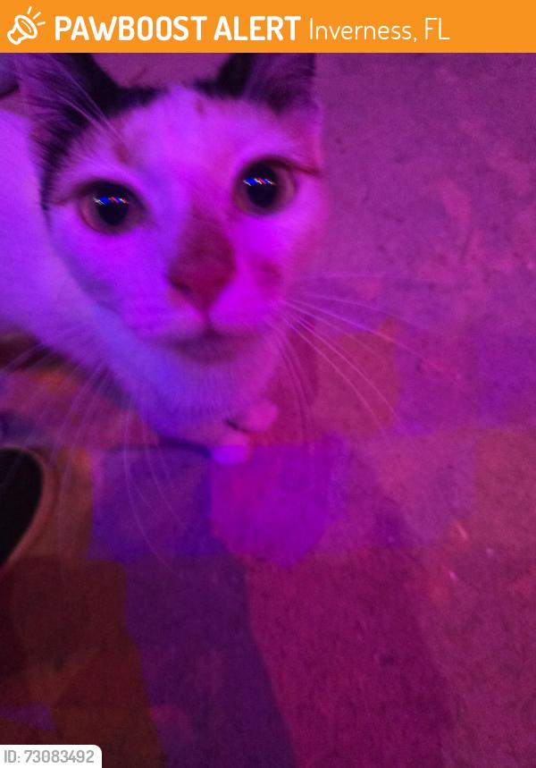 Found/Stray Unknown Cat last seen Jean ave, Inverness, FL 34450