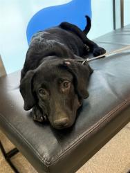 Shelter Stray Female Dog last seen Near BLOCK RANGER ROAD, 3528 Newburg Rd, Louisville, KY 40218, USA