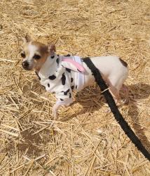 Lost Female Dog last seen Sundance Elementary, San Diego, CA 92129
