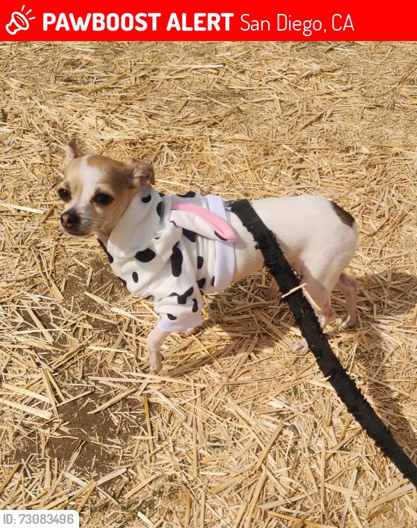 Lost Female Dog last seen Sundance Elementary, San Diego, CA 92129