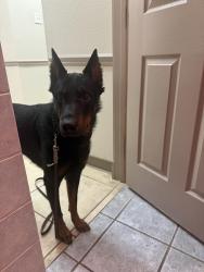 Lost Male Dog last seen Dorado pass and pecan, San Antonio, TX 78247