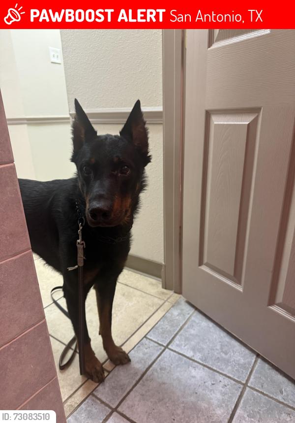 Lost Male Dog last seen Dorado pass and pecan, San Antonio, TX 78247